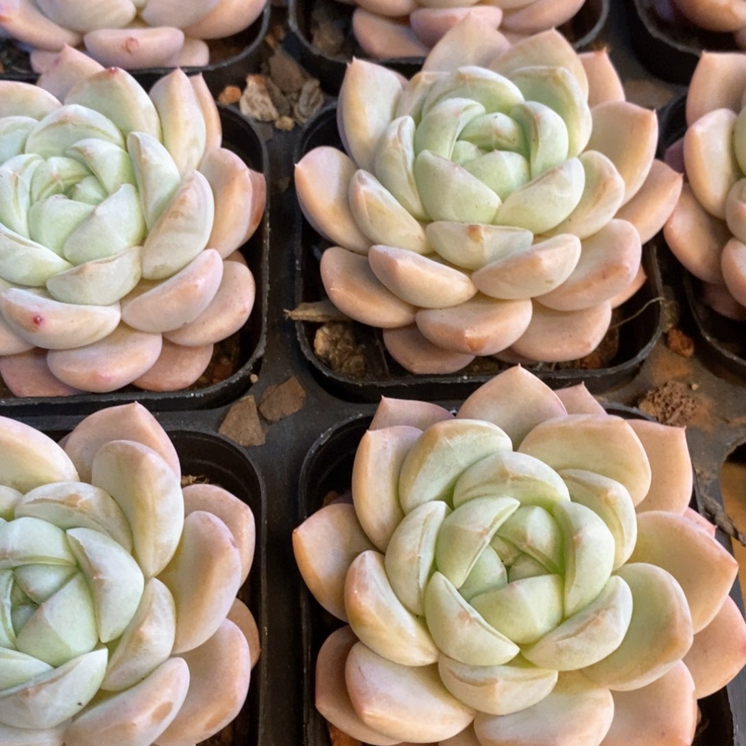 157。樱花之恋。单头。