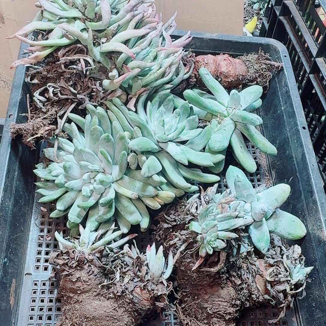 6270瑕疵框拍不售后