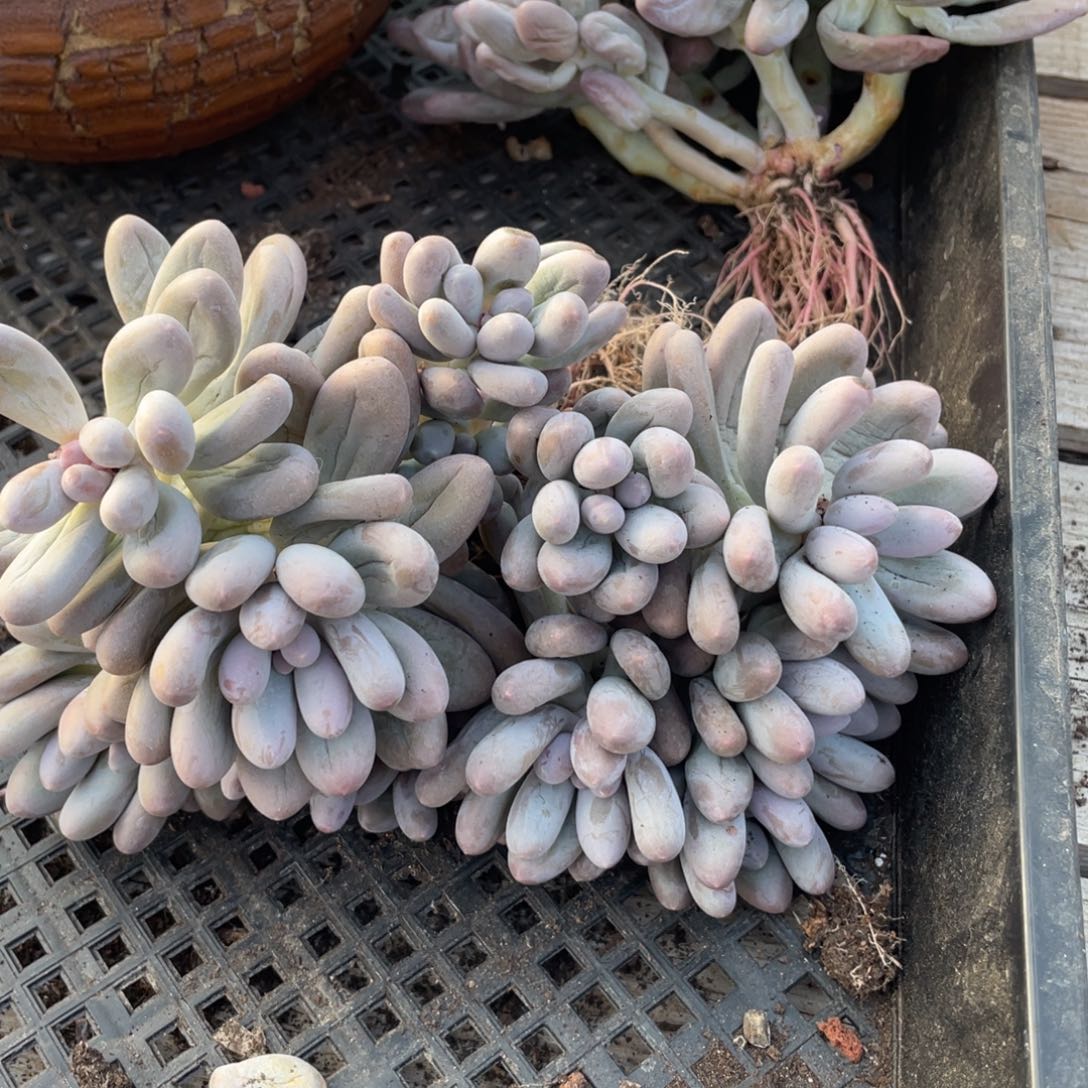 汤圆群生无砍124