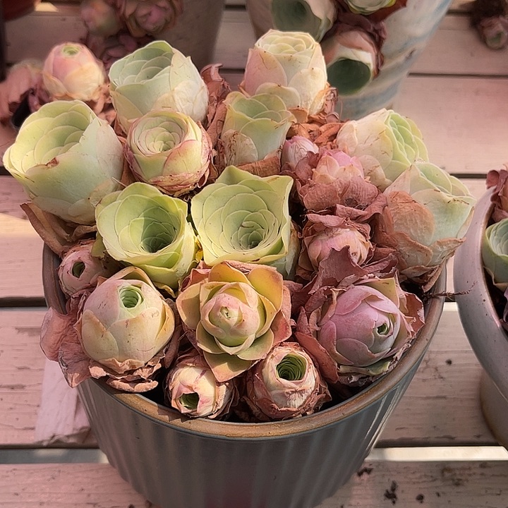 量拍酒杯系列16颗3cm左右脱土发