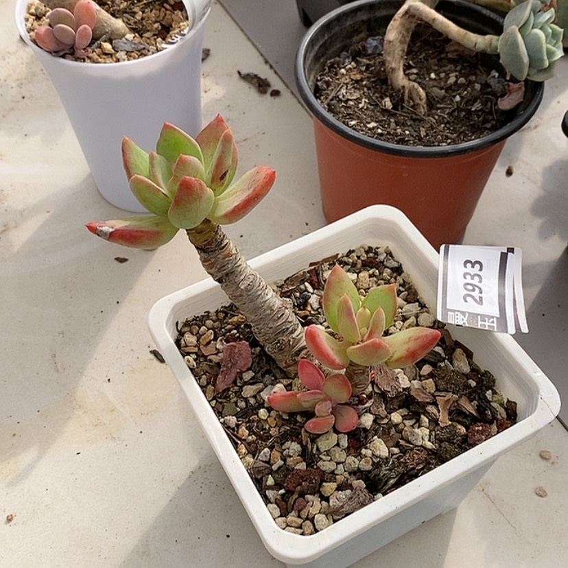 【闪购商品】芒果美人2933