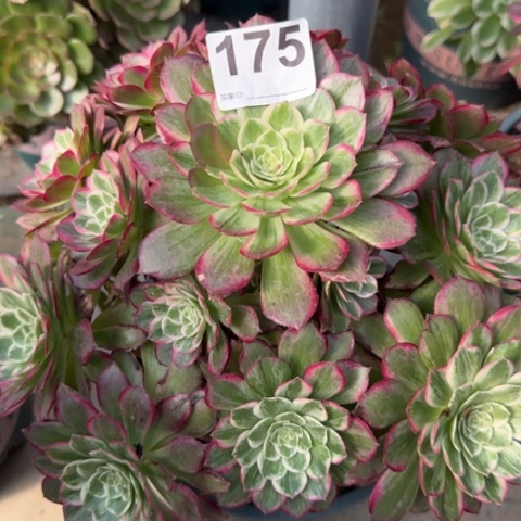 175莲花25厘米左右