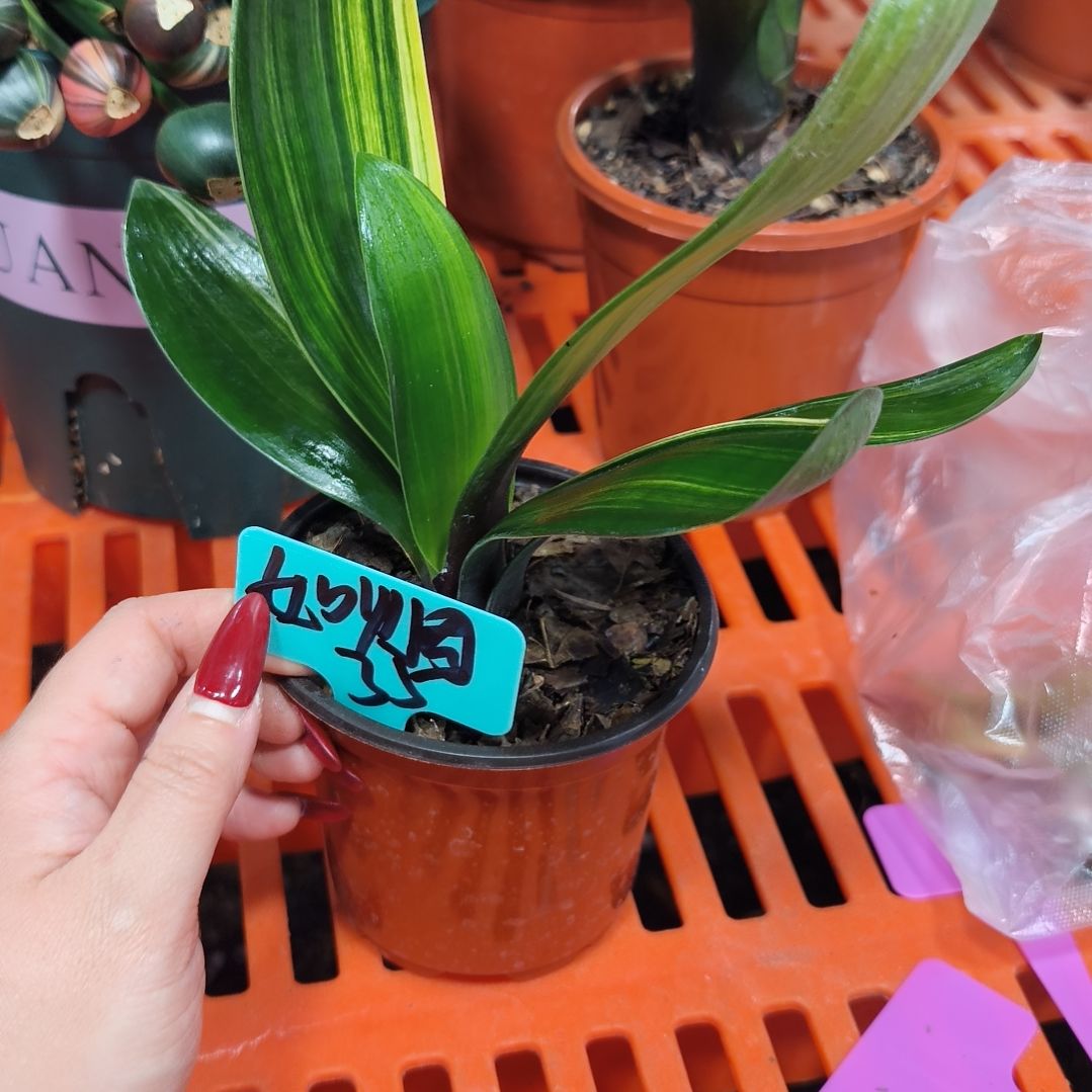 如***烟无花朵君子兰直播带货王