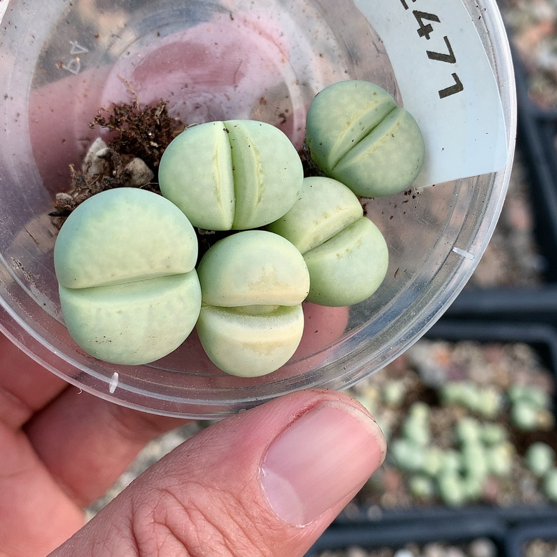 远**)E471多肉植物保护