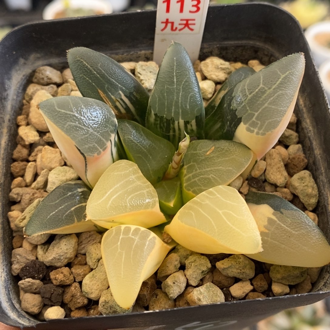 113号实生克锦多肉植物