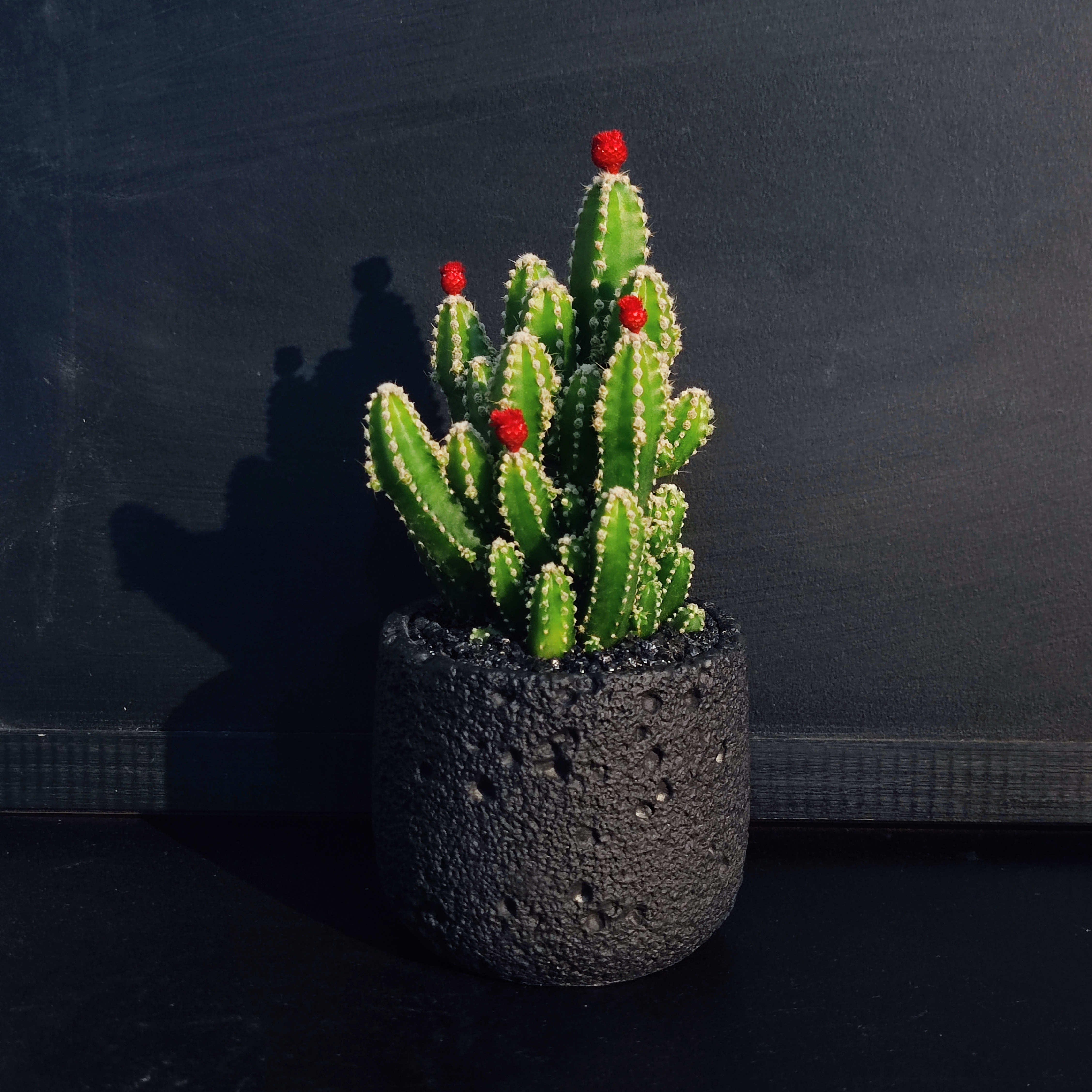 万重山+黑色粗面盆+黑沙+接水盘+4个红果子