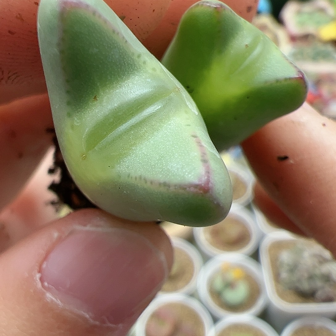 【闪购商品】133 嘟嘴少将