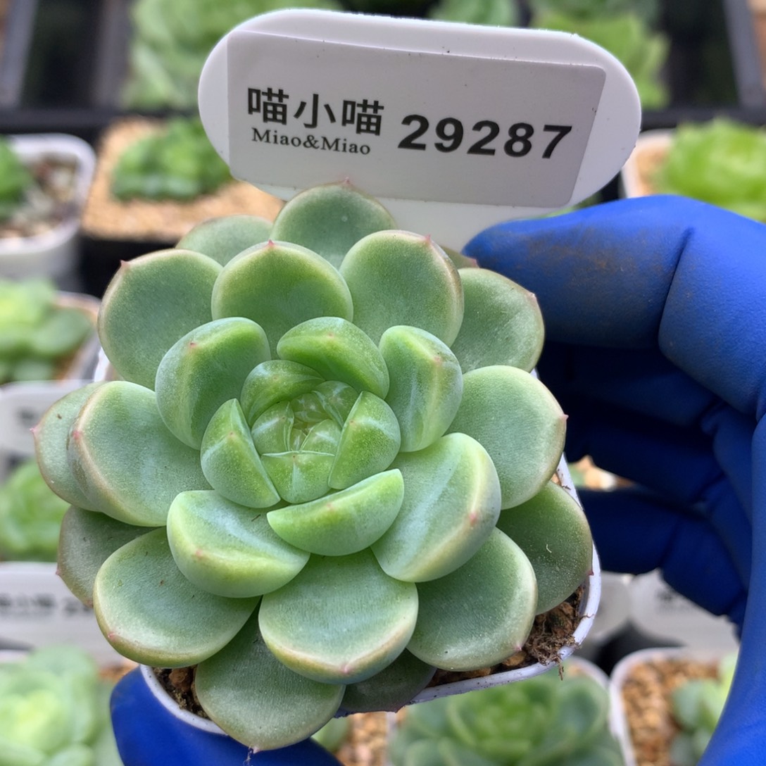 多肉植物杂交珍妮