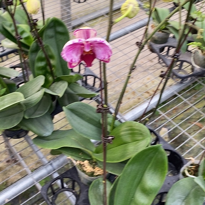 当前无花栽培后可以开花大展宏兔开花株