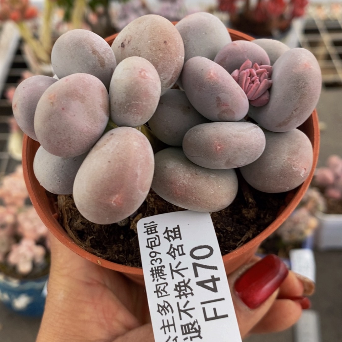 大叶奶酪470/8c m