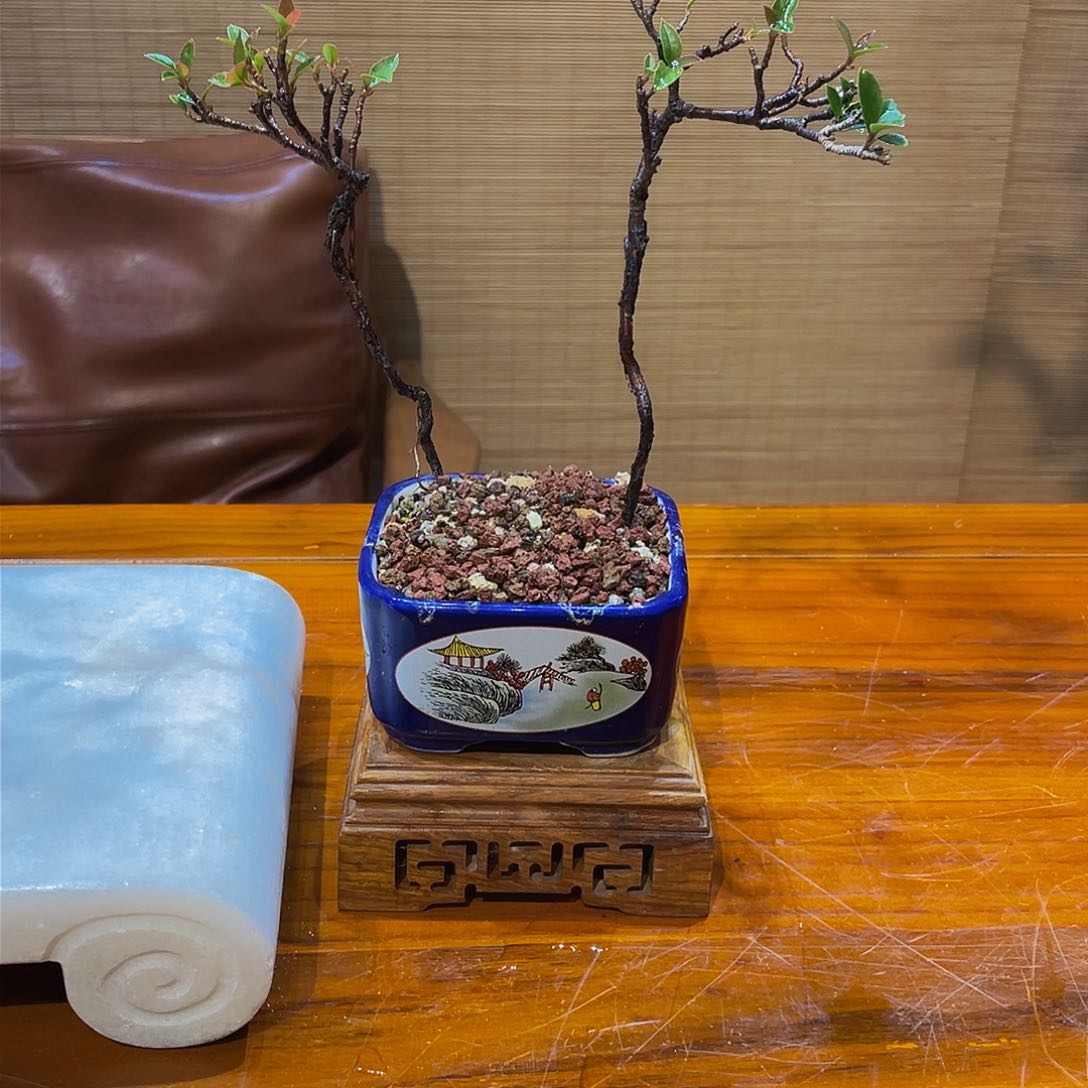 盆景栩****厂盆景盆景盆景2254