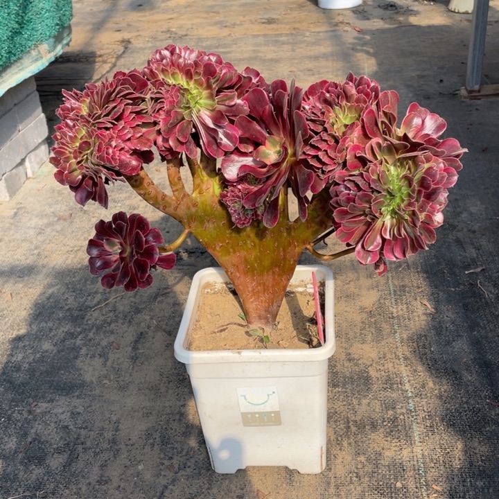 健***福美杜莎缀脱土发货