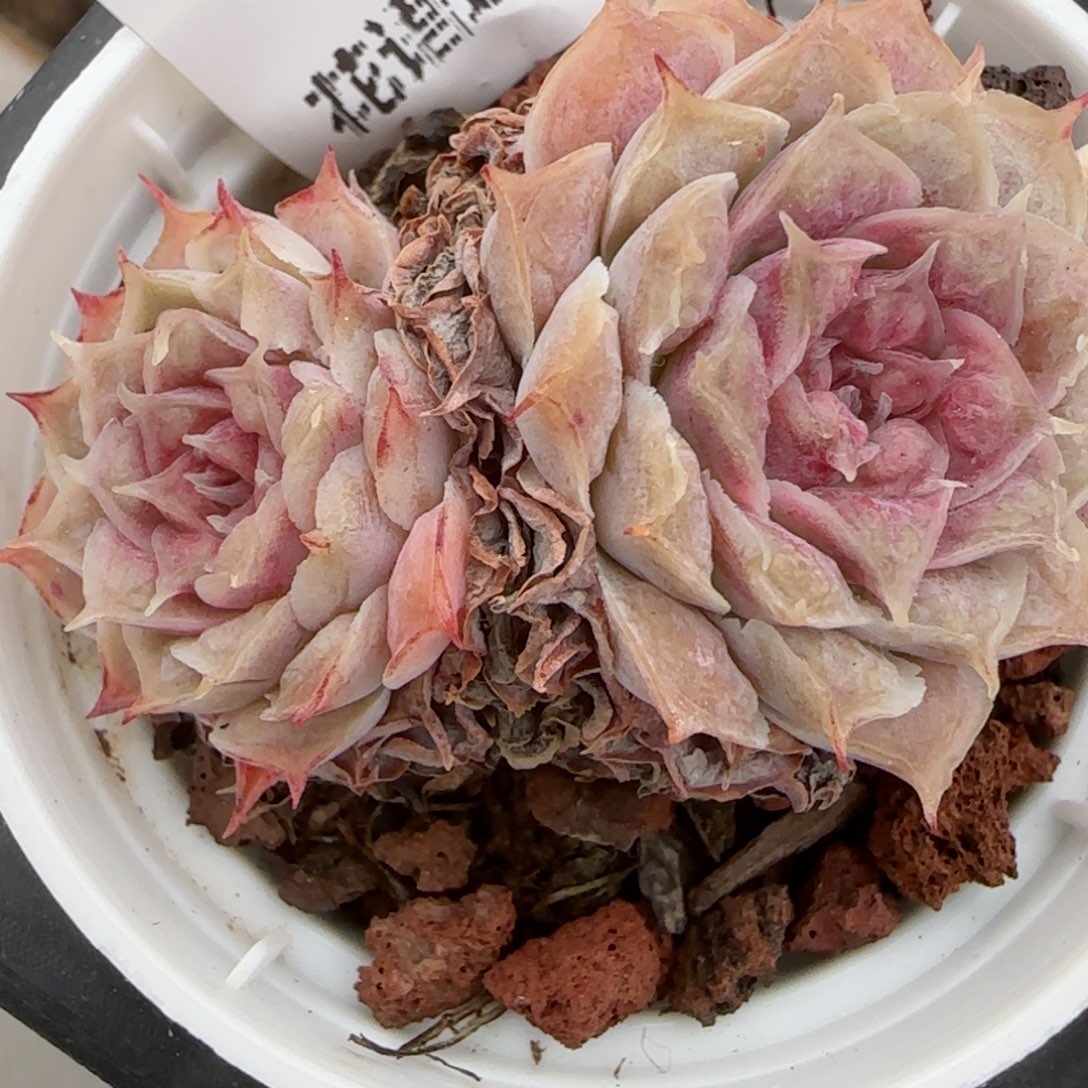 花语逸镜0207-624