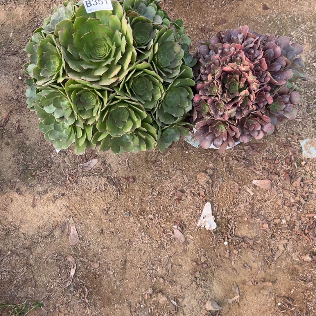 年****351两颗组合多肉植物法师