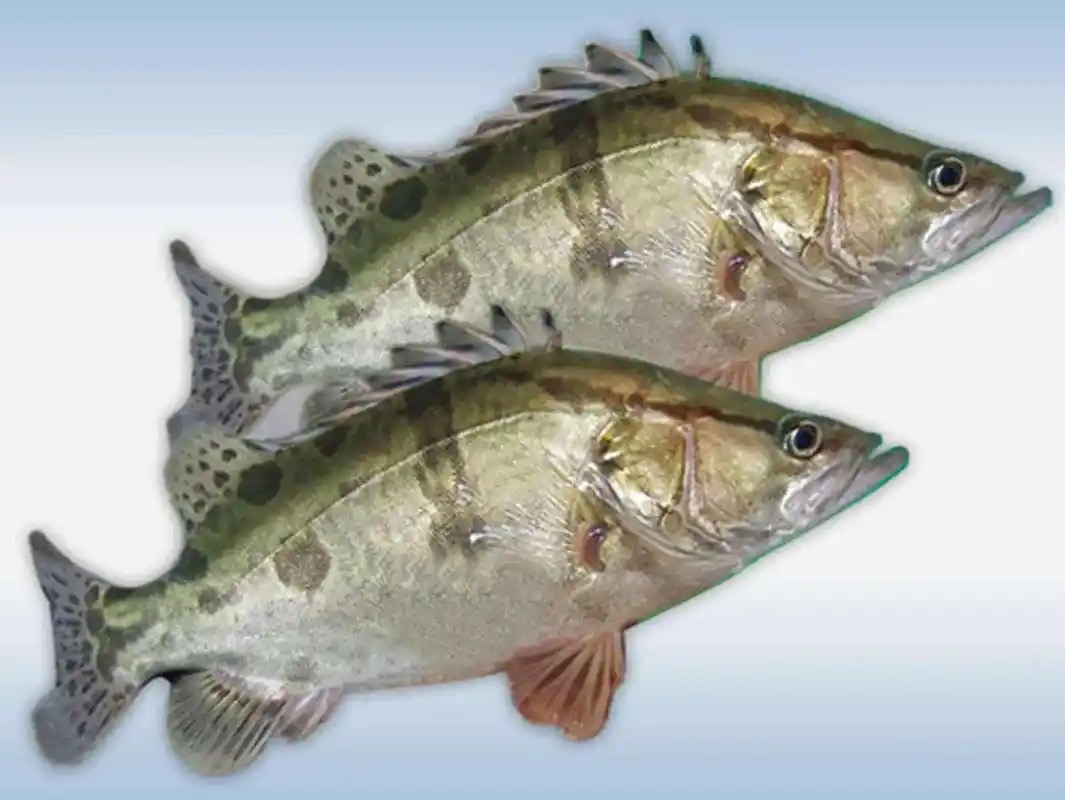 冷水鳌花鱼5斤包邮