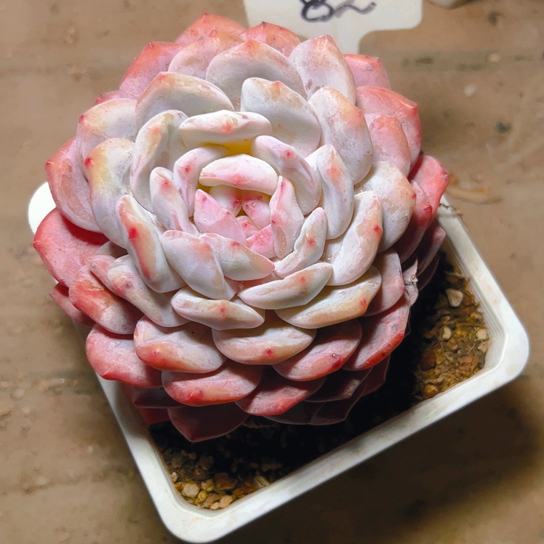 悟***9大单头橙梦露82号一物一拍