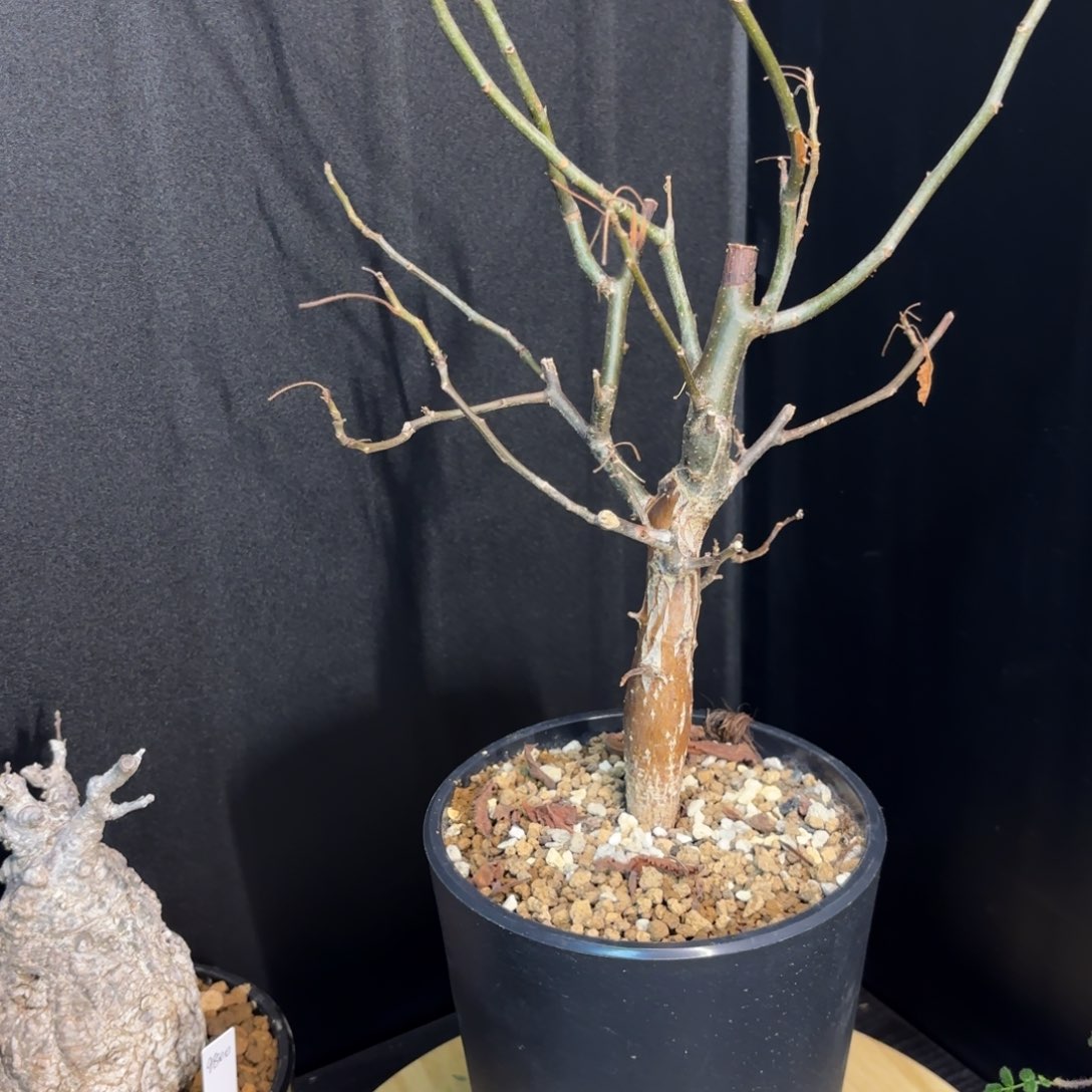 柯帕裂榄新春特惠