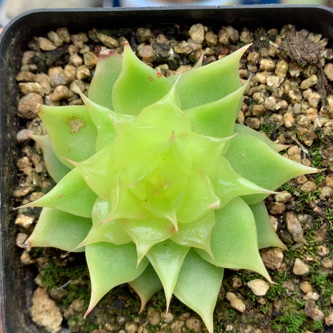 58包邮  群生不包整31