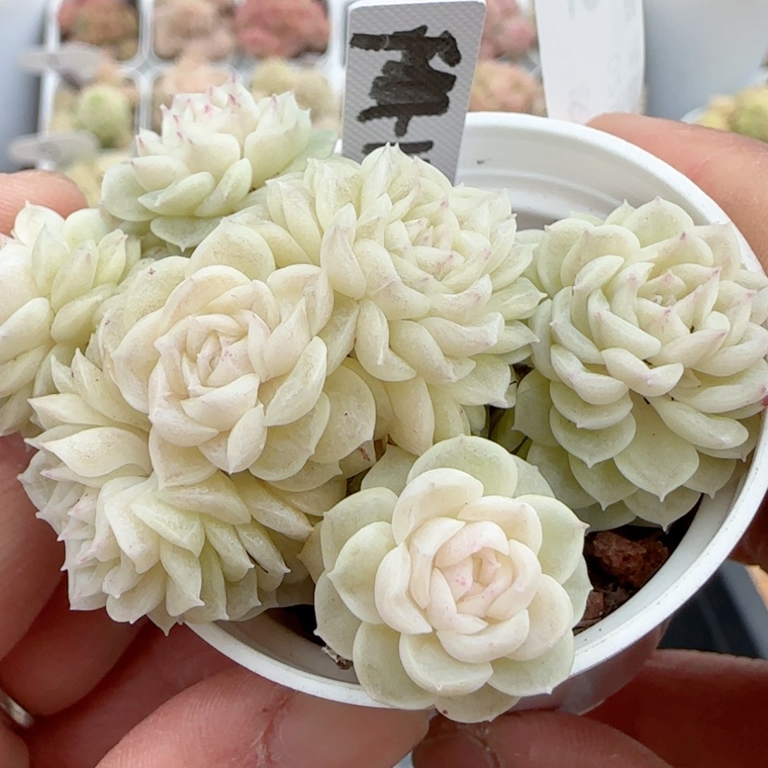 一***哦【闪购商品】0207-125（fm-173）