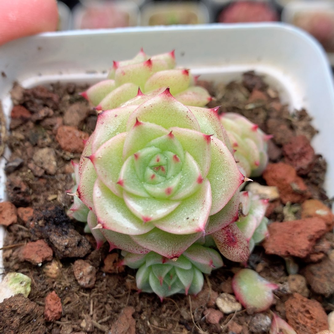 R16。Q农场优选麦杆群