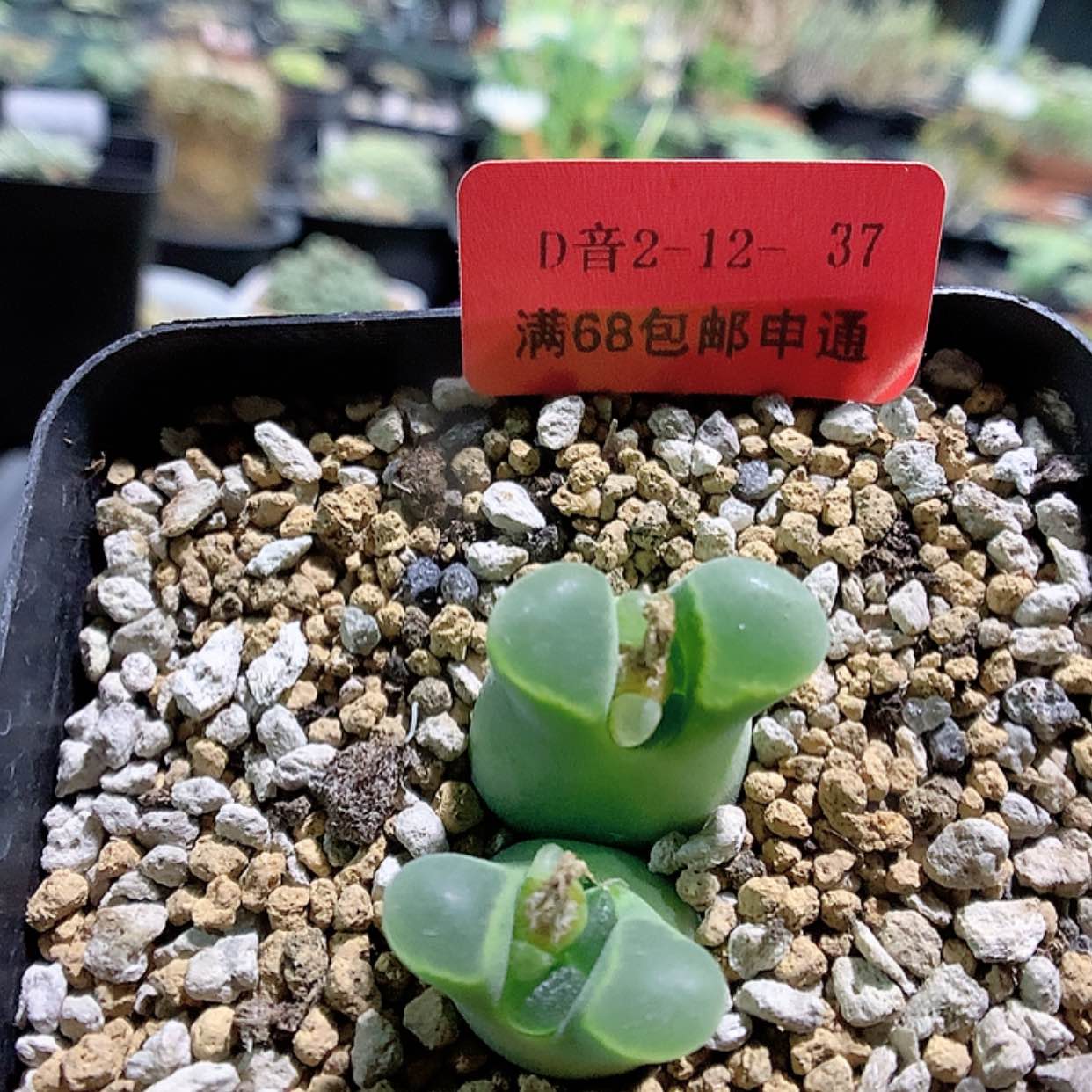 【闪购商品】2-12-37 风铃一颗特 20