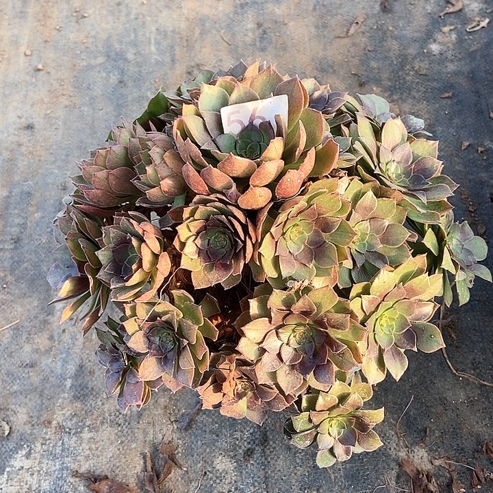 桃花石56多肉不包断