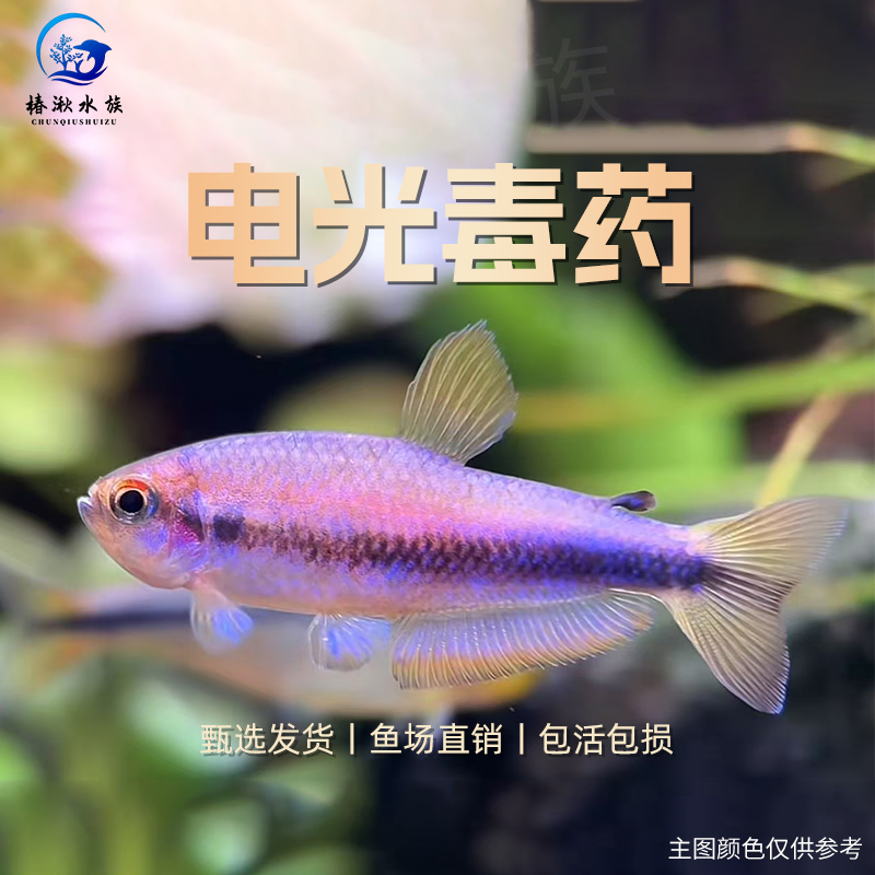 【椿湫水族】电光DY灯鱼