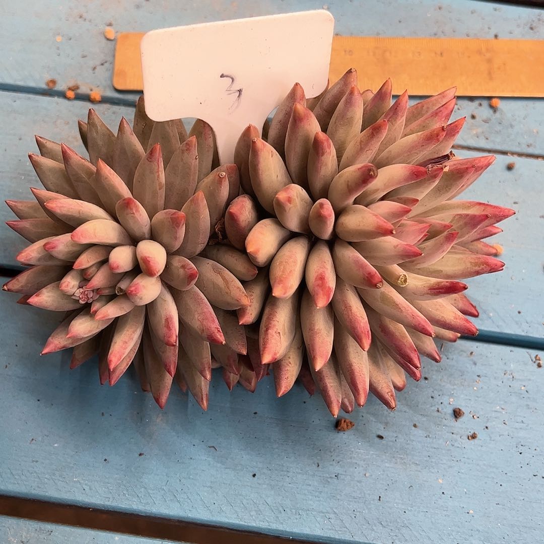 叁*3（f g j j jing k j j