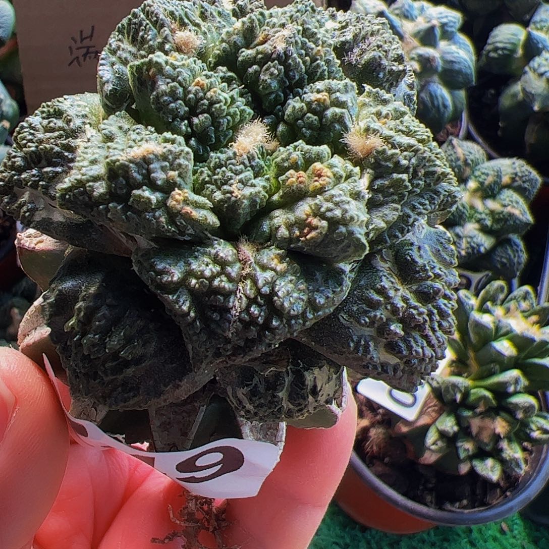 无花朵龟甲牡丹249