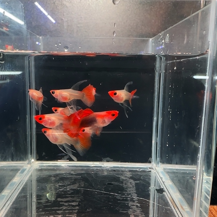孔雀鱼深海蓝玻璃猫C一缸