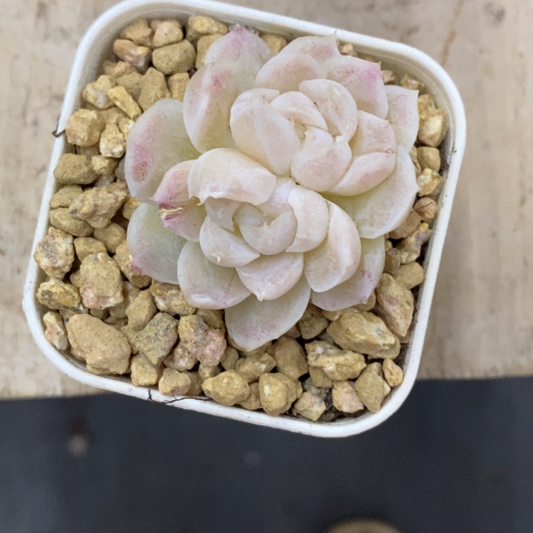 精品多肉一物一拍不包整287