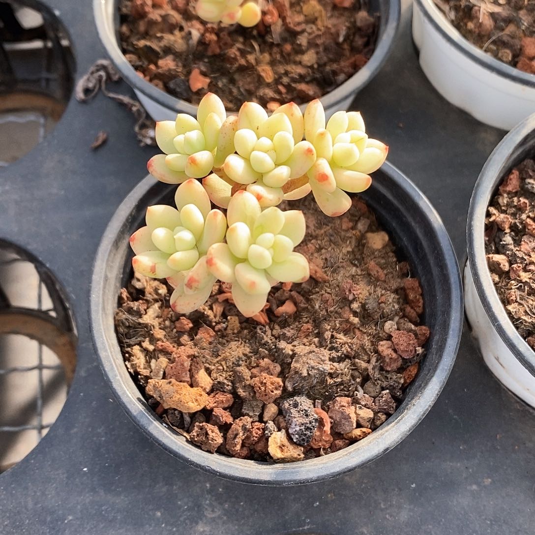 03。糖果米奇锦。福利多多