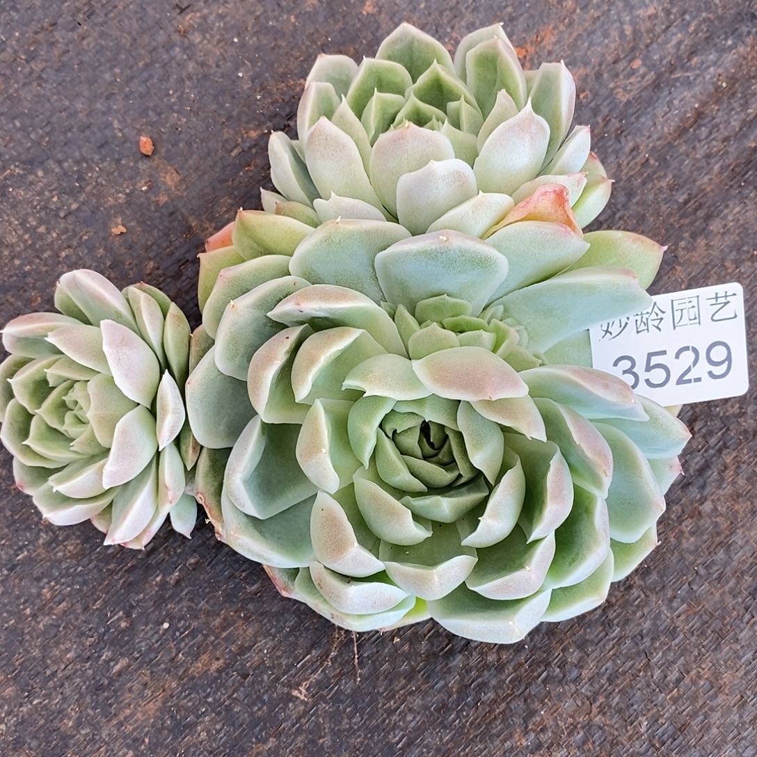 木***鱼3529掉头不售后～12厘米