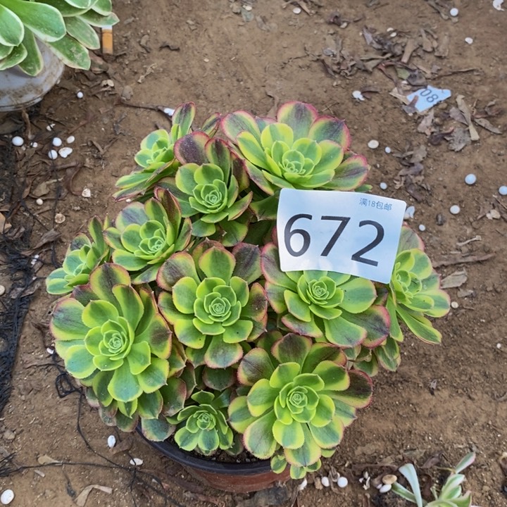 672万奶白绣球多肉