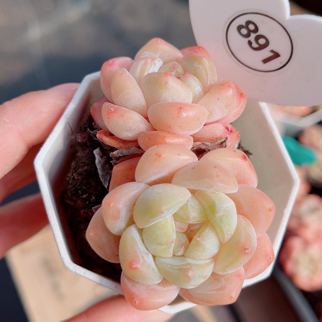 891号小老桩糖心双头