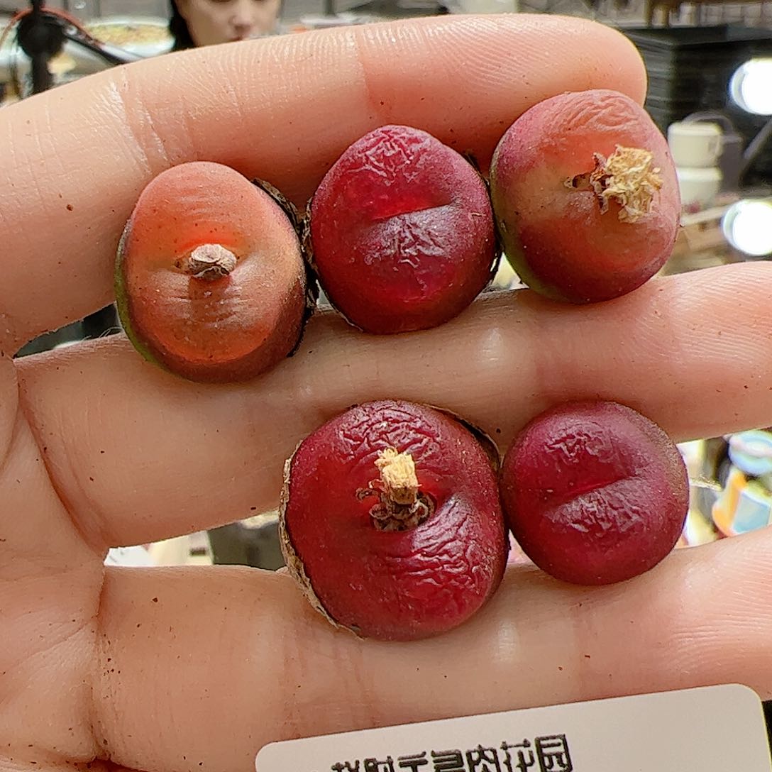 【闪购商品】275 水蜜桃