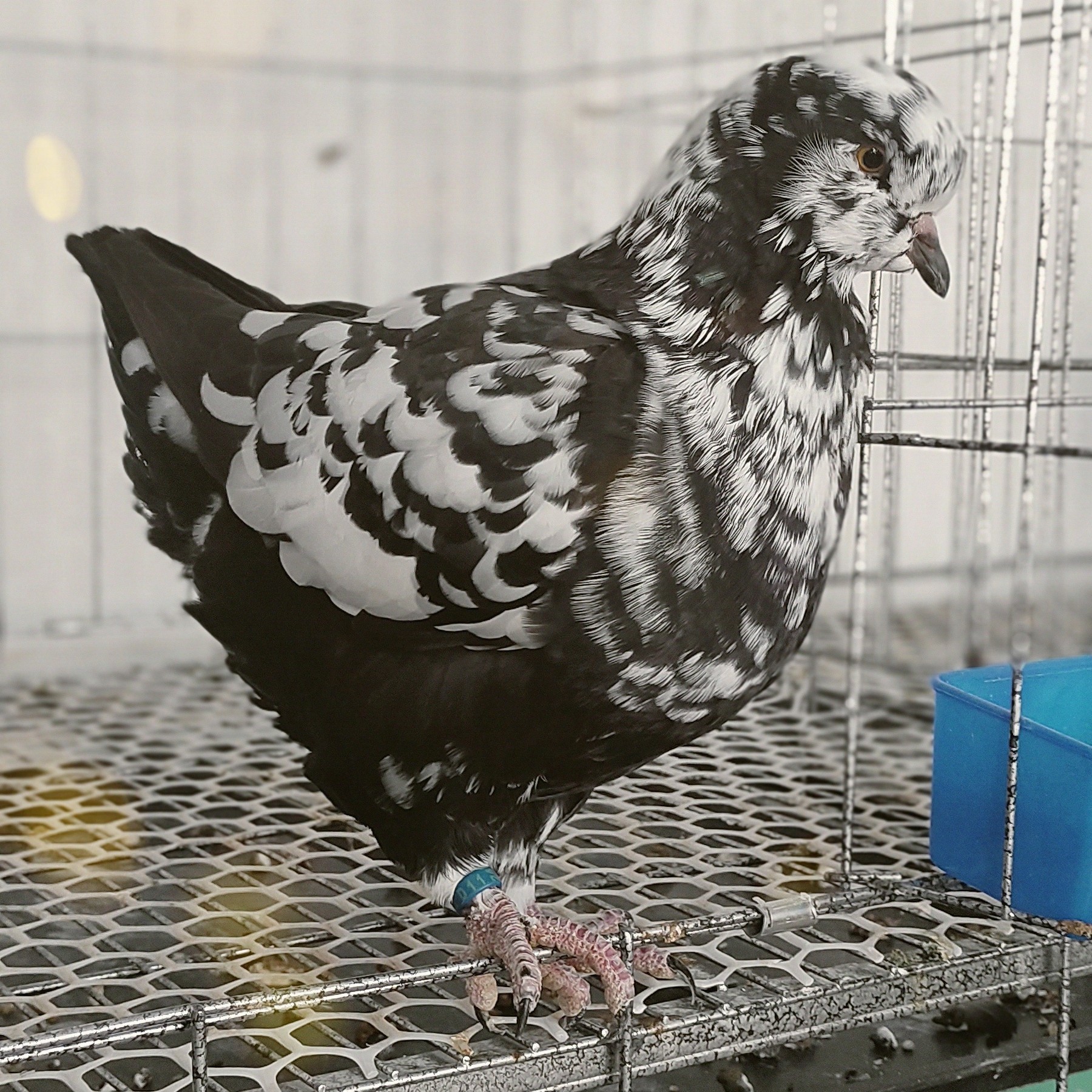 雪花圆环元宝观赏鸽