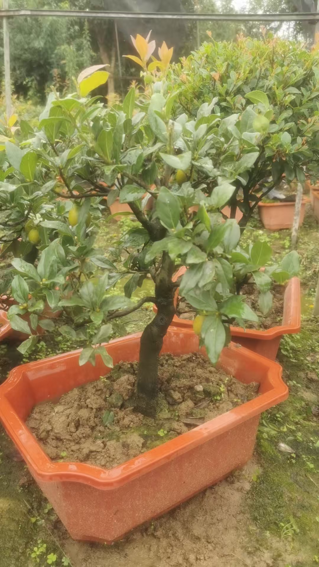 金弹子盆景 直播间一物一拍