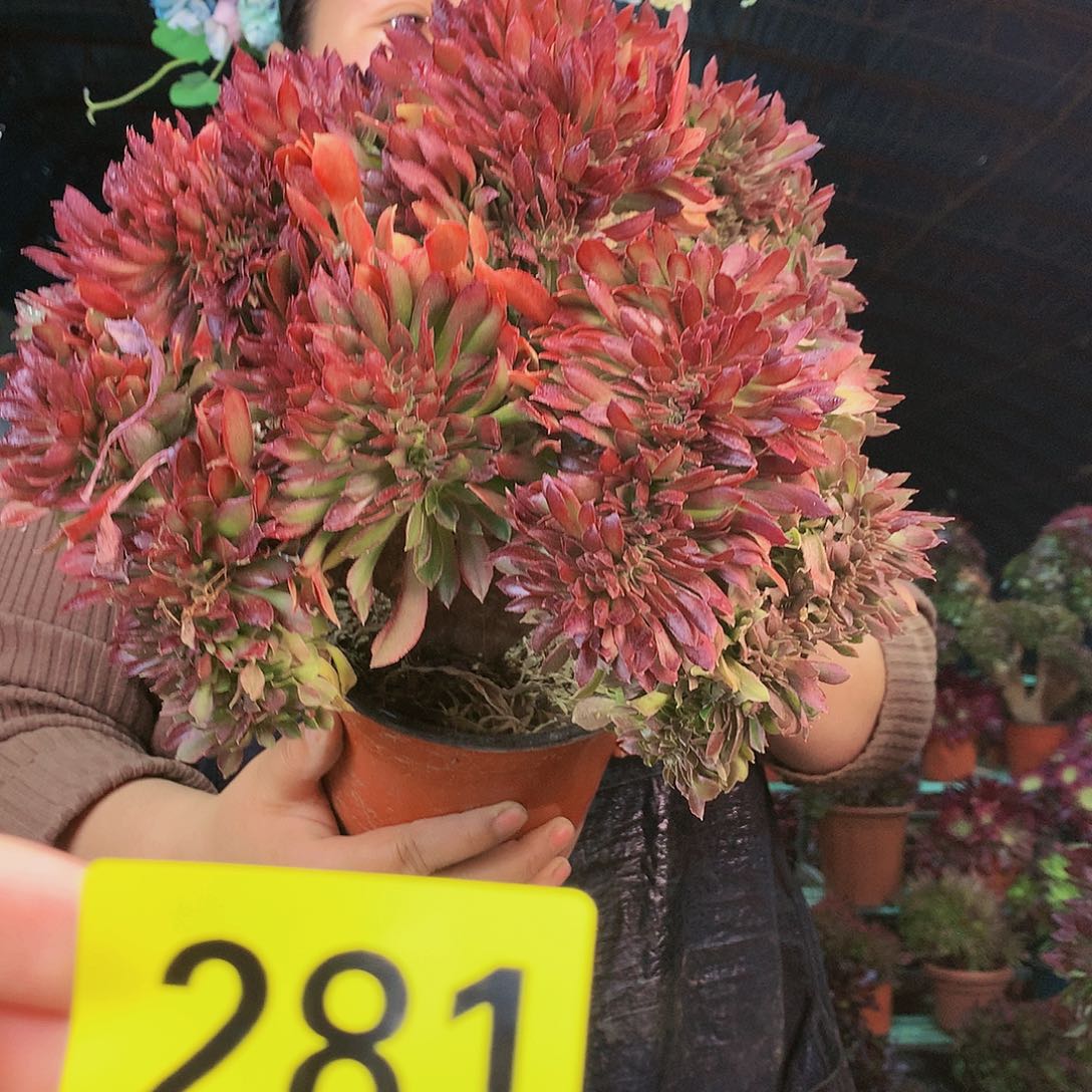 柒哥多肉不包侧断枝281