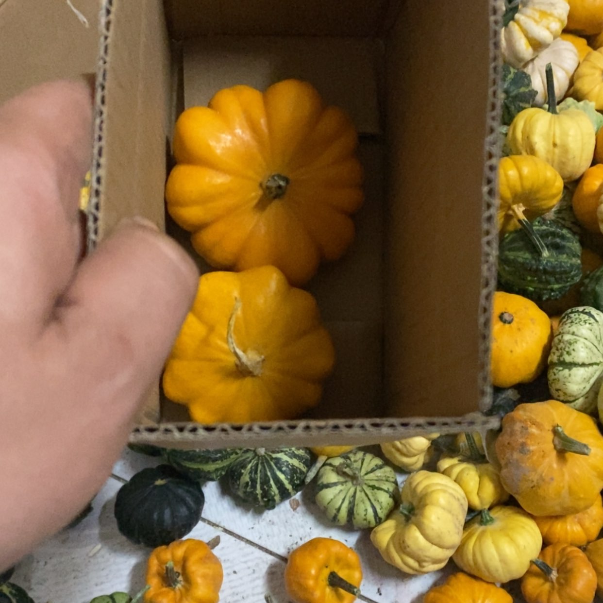 【闪购商品】用****9墨西哥七彩葫芦青皮葫芦