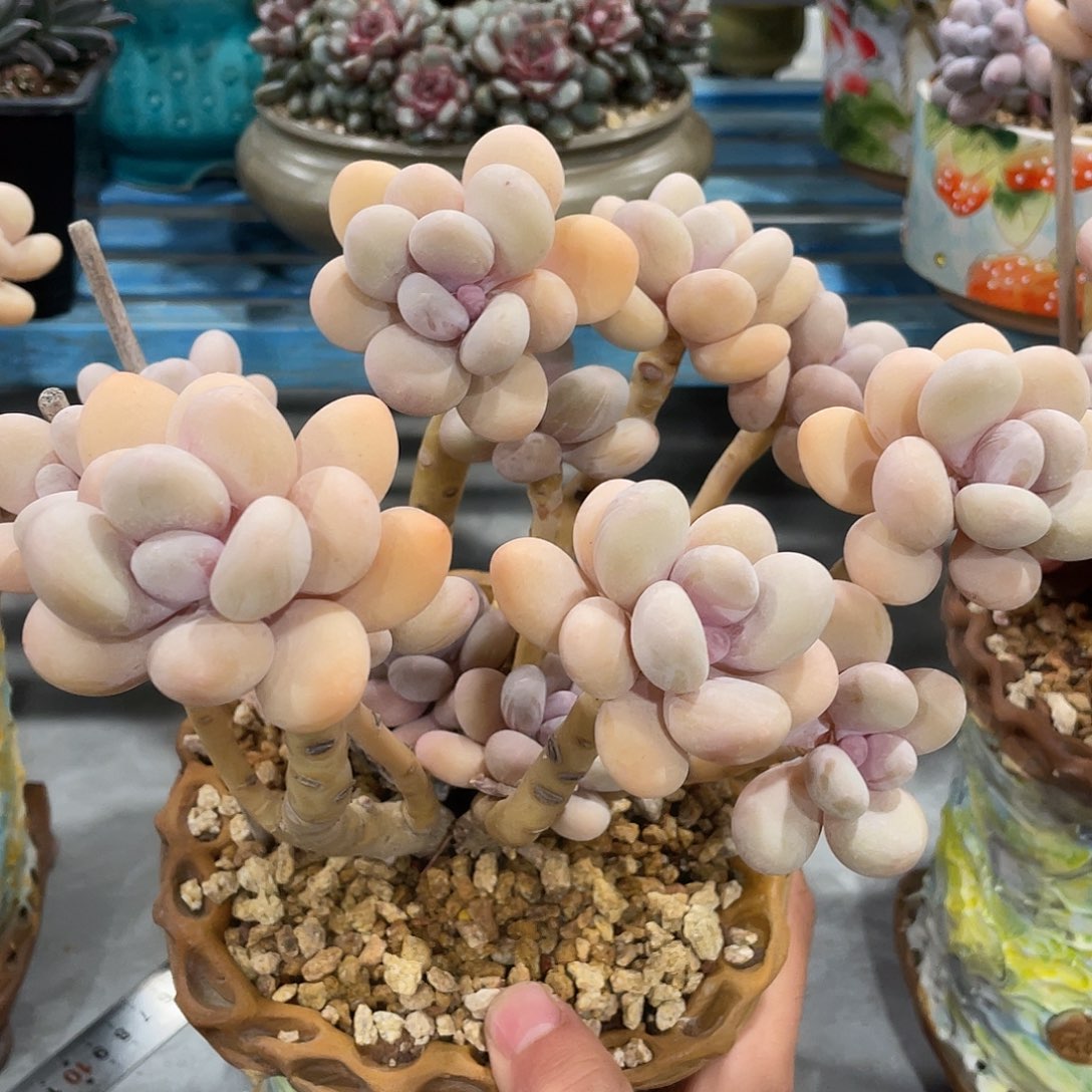 程雪球17厘米脱土发货