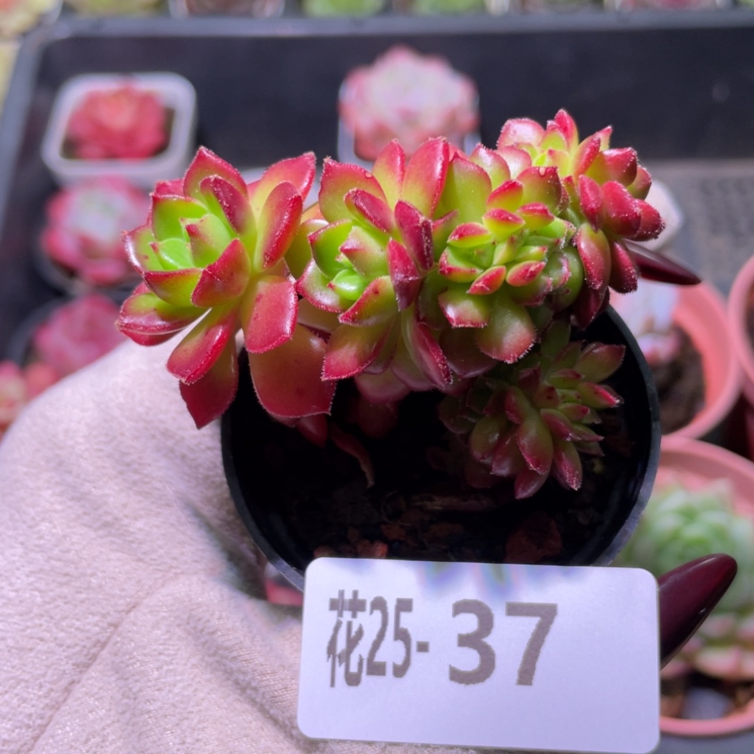 花利美25-37蒂亚缀化