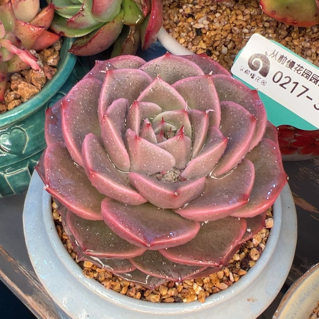 从前慢多肉精选编号0217.333