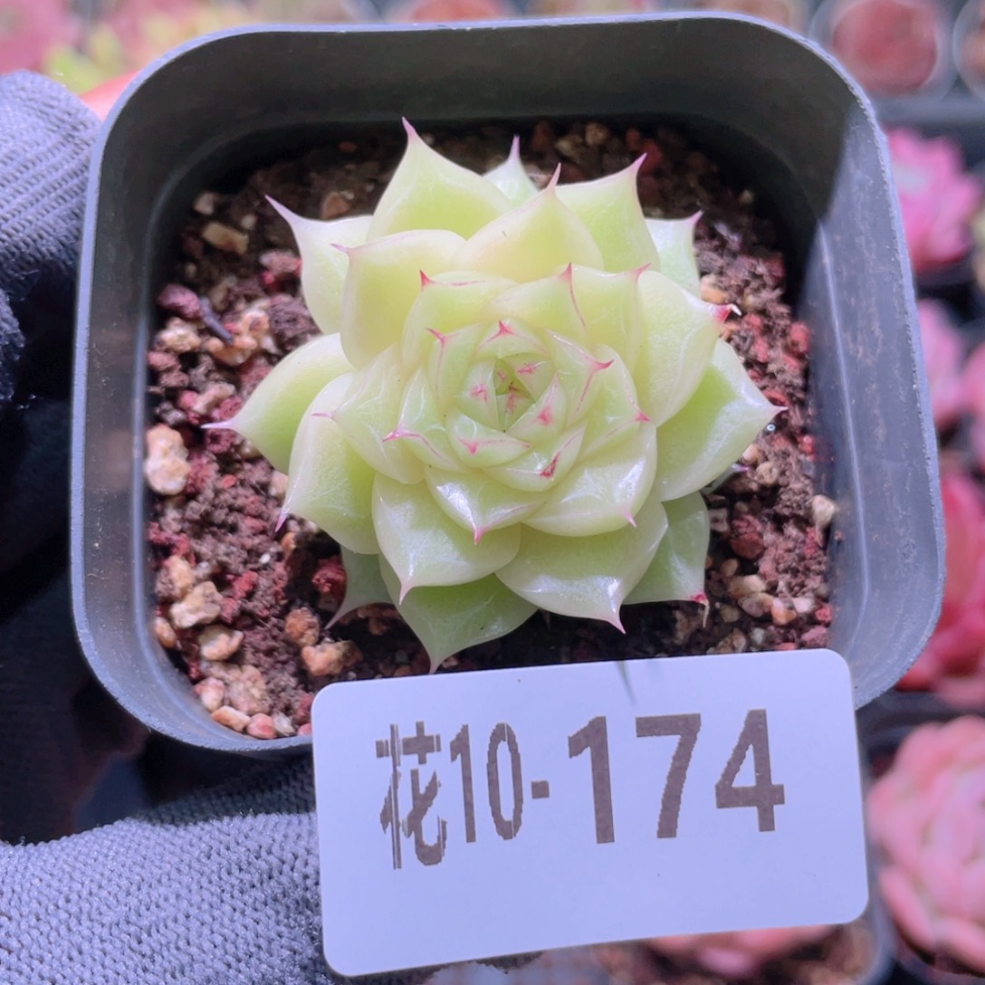 花利美 10-174麦秆