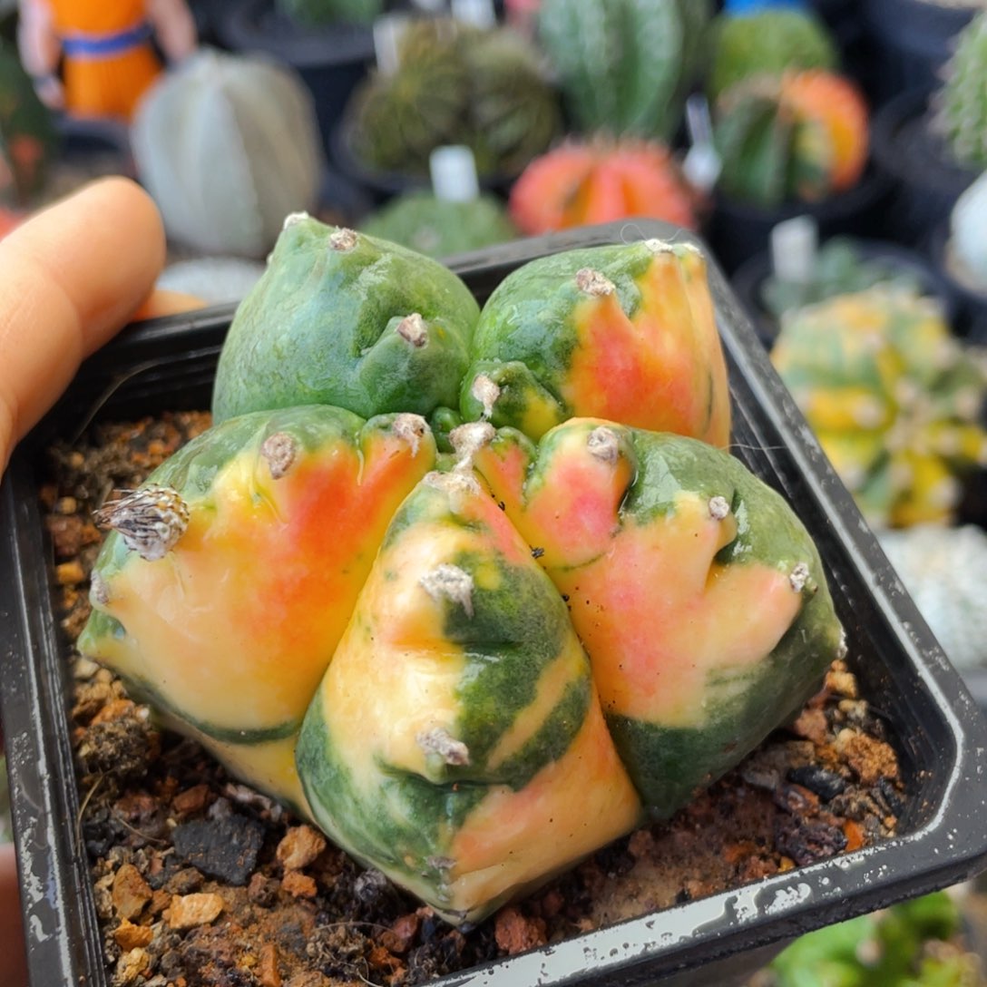 非偏远地区满25包邮裸根发货