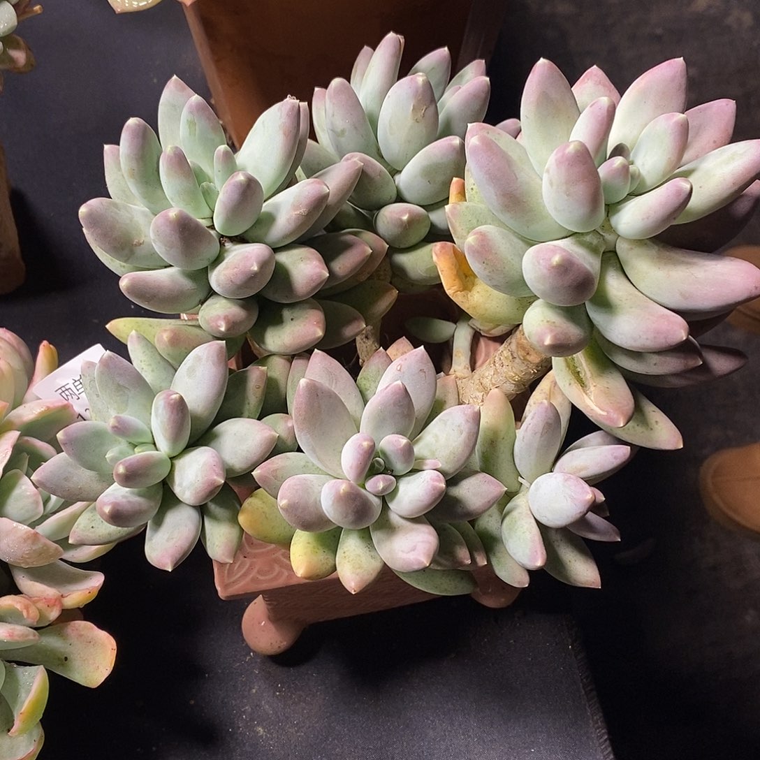 酸奶多肉 松果美人