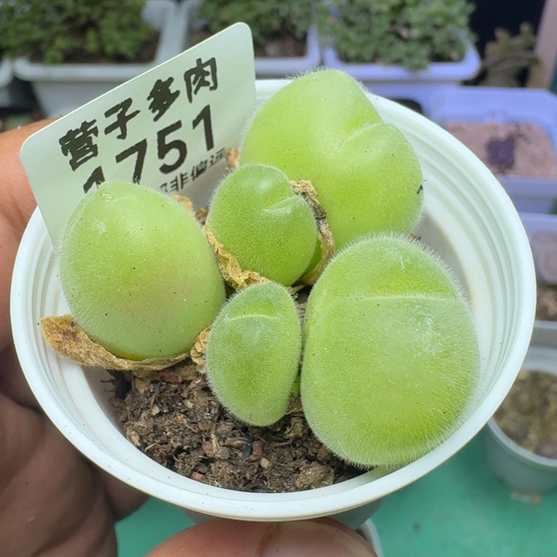 长毛翠带盆土。         