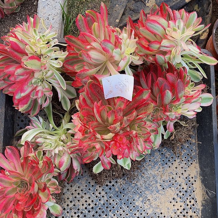 荔枝手捧花多肉法师锦1颗