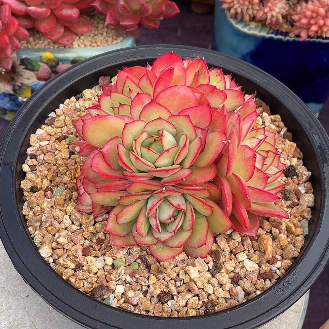 多肉植物脱土包邮