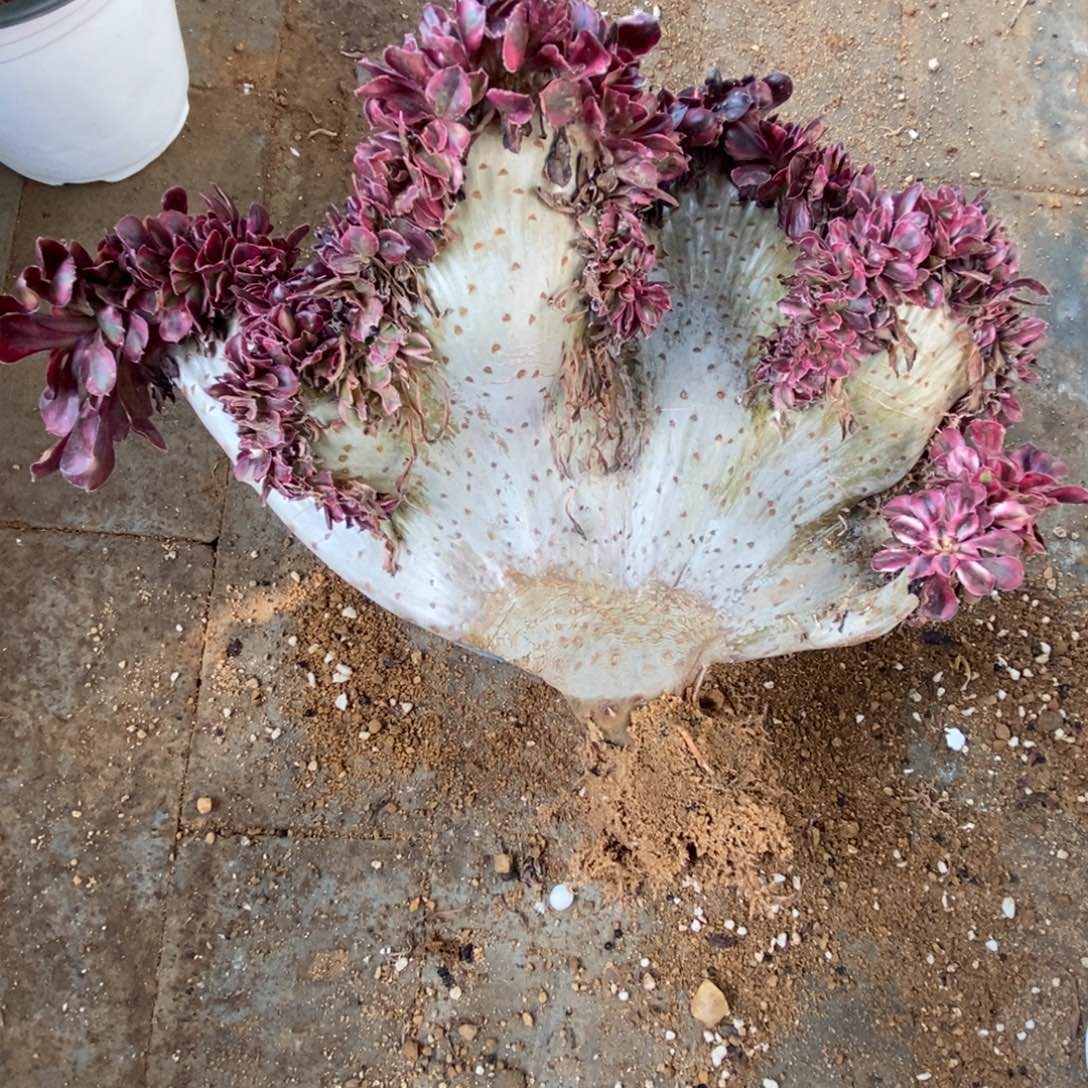 *****无花朵香奈儿缀化